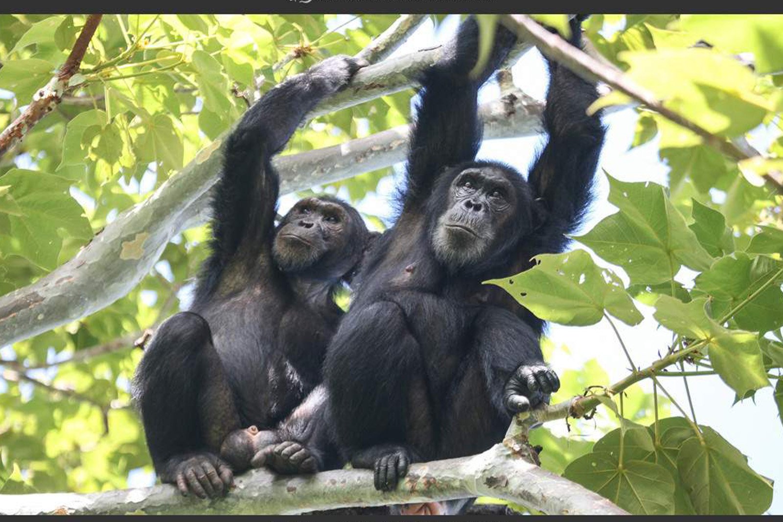 4-Day Budget Chimpanzee Trekking