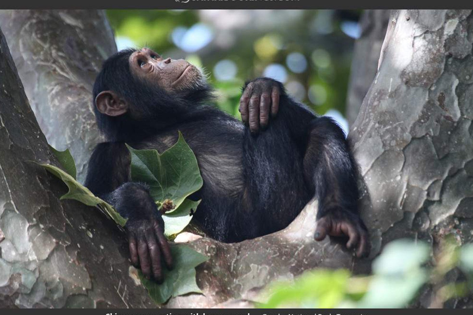 4-Day Trekking Home of Chimpanzee